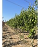 Stadtbirne 'Chanticleer' - Mehrstämmig | Pyrus calleryana 'Chanticleer' Stadtbirne 'Chanticleer' - Mehrstämmig | Pyrus calleryana 'Chanticleer'