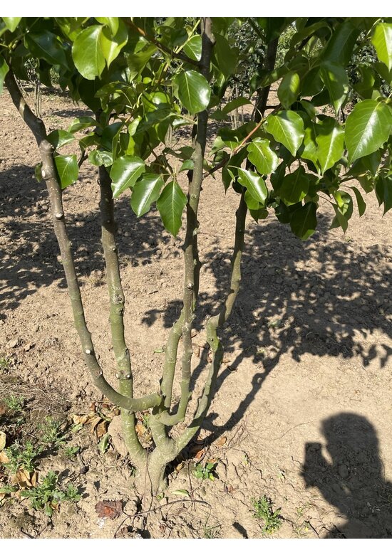 Stadtbirne 'Chanticleer' - Mehrstämmig | Pyrus calleryana 'Chanticleer' Stadtbirne 'Chanticleer' - Mehrstämmig | Pyrus calleryana 'Chanticleer'