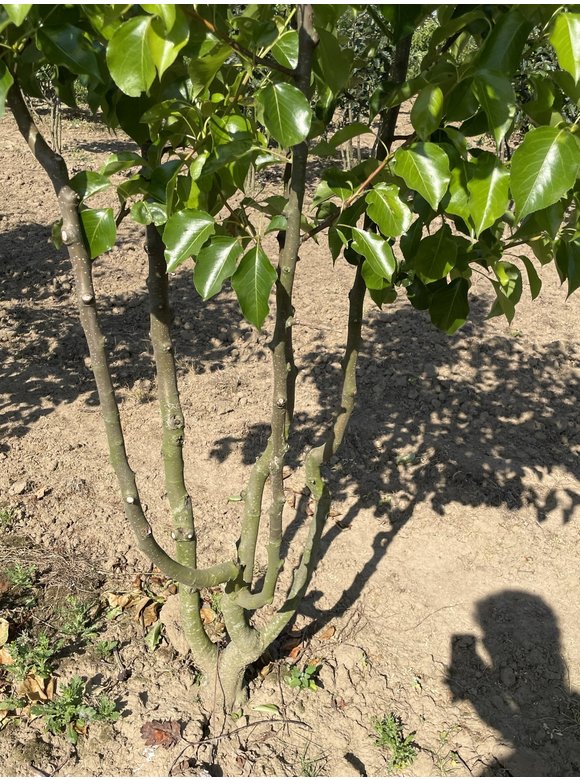 Stadtbirne 'Chanticleer' - Mehrstämmig | Pyrus calleryana 'Chanticleer' Stadtbirne 'Chanticleer' - Mehrstämmig | Pyrus calleryana 'Chanticleer'