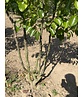 Stadtbirne 'Chanticleer' - Mehrstämmig | Pyrus calleryana 'Chanticleer' Stadtbirne 'Chanticleer' - Mehrstämmig | Pyrus calleryana 'Chanticleer'