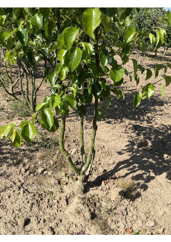 Stadtbirne 'Chanticleer' - Mehrstämmig | Pyrus calleryana 'Chanticleer' Stadtbirne 'Chanticleer' - Mehrstämmig | Pyrus calleryana 'Chanticleer'