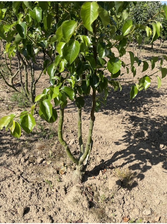Stadtbirne 'Chanticleer' - Mehrstämmig | Pyrus calleryana 'Chanticleer' Stadtbirne 'Chanticleer' - Mehrstämmig | Pyrus calleryana 'Chanticleer'