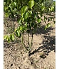Stadtbirne 'Chanticleer' - Mehrstämmig | Pyrus calleryana 'Chanticleer' Stadtbirne 'Chanticleer' - Mehrstämmig | Pyrus calleryana 'Chanticleer'