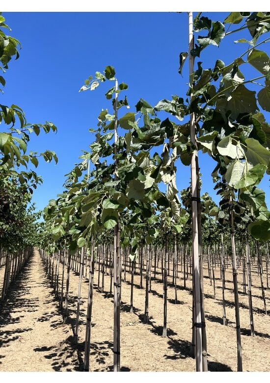 Hängende Silber-Linde | Tilia 'Petiolaris'