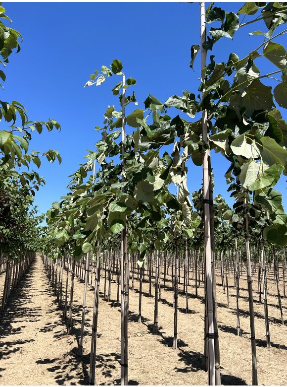 Hängende Silber-Linde | Tilia 'Petiolaris' Hängende Silber-Linde | Tilia 'Petiolaris'