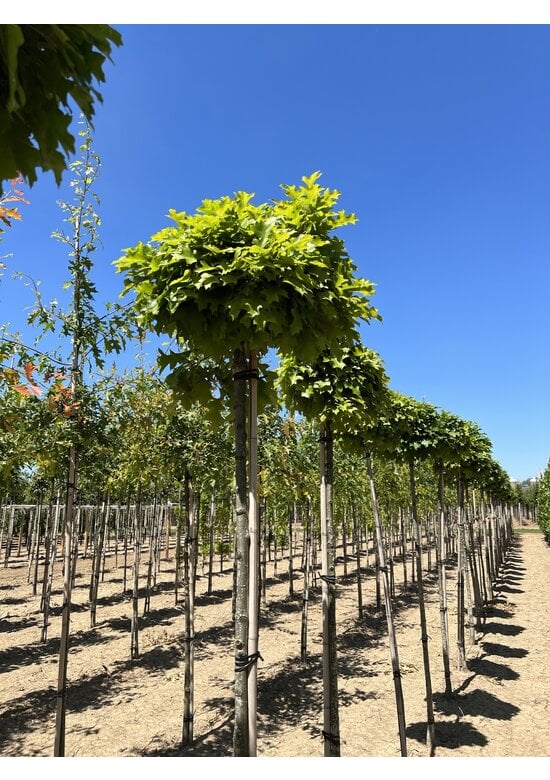 Kugelsumpfeiche 'Green Dwarf' | Quercus palustris 'Green Dwarf'