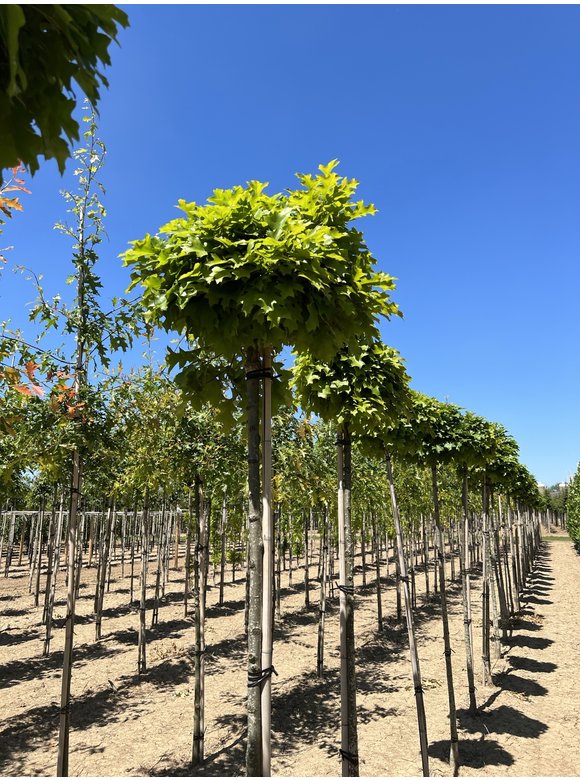 Kugel-Sumpfeiche 'Green Dwarf' | Quercus palustris 'Green Dwarf' Kugel-Sumpfeiche 'Green Dwarf' | Quercus palustris 'Green Dwarf'