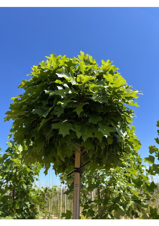 Kugelsumpfeiche 'Green Dwarf' | Quercus palustris 'Green Dwarf'