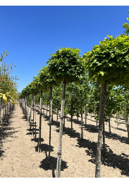 Kugelsumpfeiche 'Green Dwarf' | Quercus palustris 'Green Dwarf'