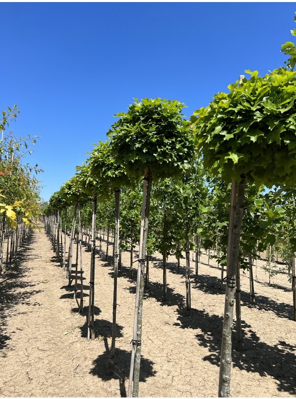 Kugel-Sumpfeiche 'Green Dwarf' | Quercus palustris 'Green Dwarf' Kugel-Sumpfeiche 'Green Dwarf' | Quercus palustris 'Green Dwarf'