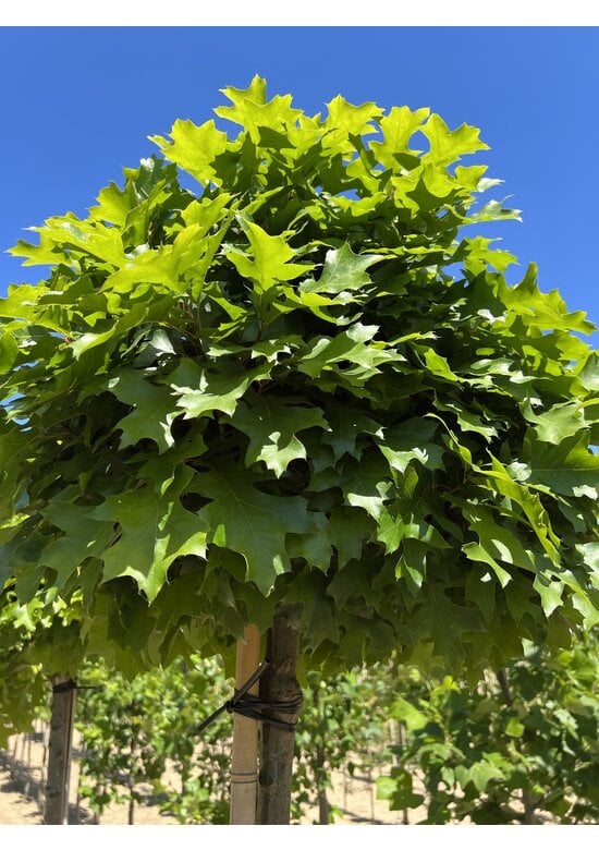 Kugelsumpfeiche 'Green Dwarf' | Quercus palustris 'Green Dwarf'