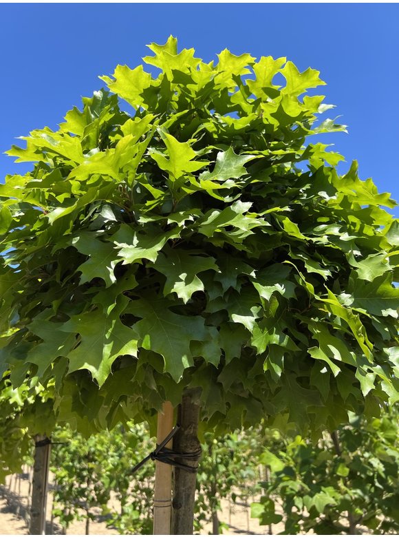 Kugel-Sumpfeiche 'Green Dwarf' | Quercus palustris 'Green Dwarf' Kugel-Sumpfeiche 'Green Dwarf' | Quercus palustris 'Green Dwarf'