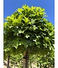 Kugelsumpfeiche 'Green Dwarf' | Quercus palustris 'Green Dwarf'