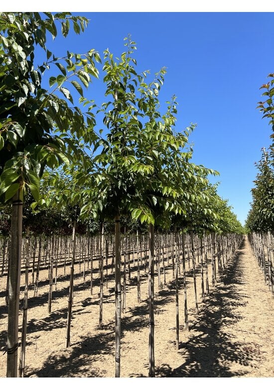 Tokio Kirsche | Prunus yedoensis