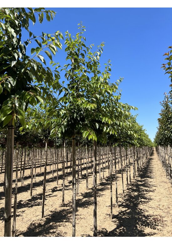 Tokio Kirsche | Prunus yedoensis