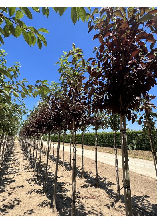 Virginische Traubenkirsche 'Shubert' | Prunus virginiana 'Shubert'