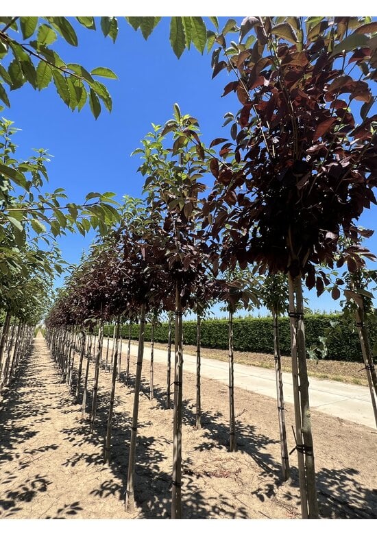 Virginische Traubenkirsche 'Shubert' | Prunus virginiana 'Shubert'