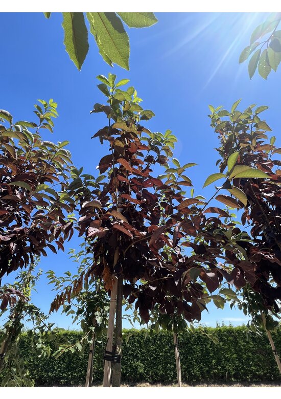 Virginische Traubenkirsche 'Shubert' | Prunus virginiana 'Shubert'