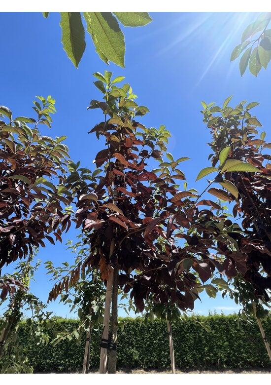 Virginische Traubenkirsche 'Shubert' | Prunus virginiana 'Shubert'