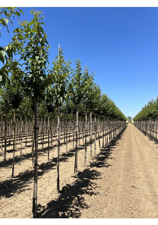 Zierkirsche 'Sunset Boulevard' | Prunus serrulata 'Sunset Boulevard' Zierkirsche 'Sunset Boulevard' | Prunus serrulata 'Sunset Boulevard'
