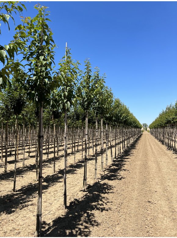 Zierkirsche 'Sunset Boulevard' | Prunus serrulata 'Sunset Boulevard' Zierkirsche 'Sunset Boulevard' | Prunus serrulata 'Sunset Boulevard'