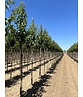 Zierkirsche 'Sunset Boulevard' | Prunus serrulata 'Sunset Boulevard' Zierkirsche 'Sunset Boulevard' | Prunus serrulata 'Sunset Boulevard'