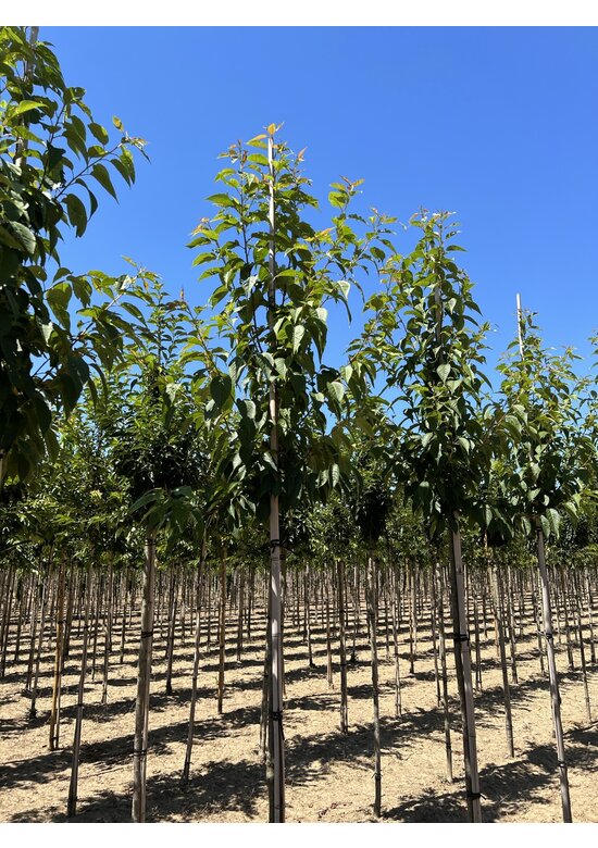 Zierkirsche 'Sunset Boulevard' | Prunus serrulata 'Sunset Boulevard' Zierkirsche 'Sunset Boulevard' | Prunus serrulata 'Sunset Boulevard'