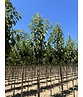 Zierkirsche 'Sunset Boulevard' | Prunus serrulata 'Sunset Boulevard' Zierkirsche 'Sunset Boulevard' | Prunus serrulata 'Sunset Boulevard'