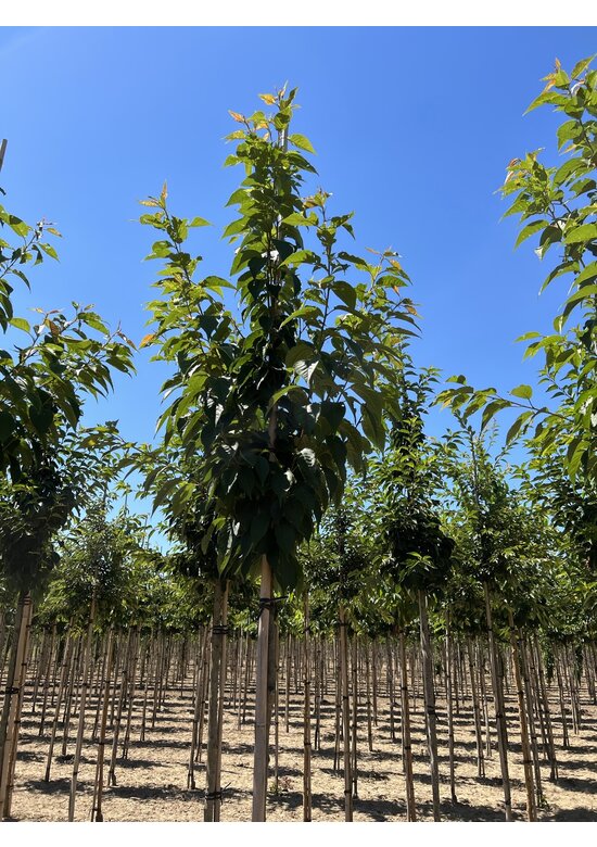 Zierkirsche 'Sunset Boulevard' | Prunus serrulata 'Sunset Boulevard'