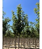 Zierkirsche 'Sunset Boulevard' | Prunus serrulata 'Sunset Boulevard' Zierkirsche 'Sunset Boulevard' | Prunus serrulata 'Sunset Boulevard'