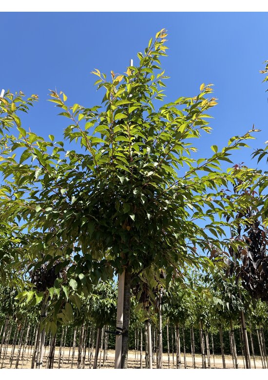 Rosa Winterkirsche 'Autumnalis Rosea' | Prunus subhirtella 'Autumnalis Rosea'