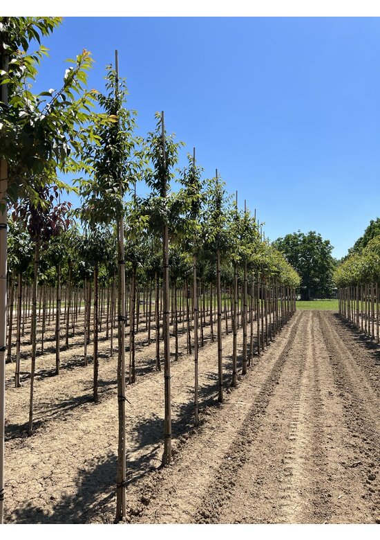 Rosa Winterkirsche 'Autumnalis Rosea' | Prunus subhirtella 'Autumnalis Rosea'