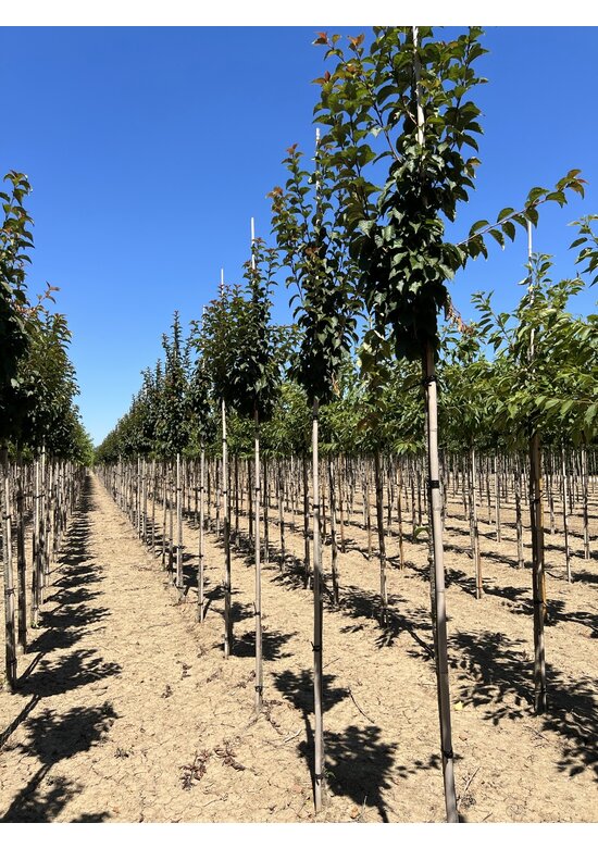 Säulenkirsche - Schlanke Blütenkirsche 'Spire' | Prunus hillieri 'Spire'
