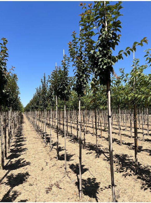 Säulenkirsche - Schlanke Blütenkirsche 'Spire' | Prunus hillieri 'Spire' Säulenkirsche - Schlanke Blütenkirsche 'Spire' | Prunus hillieri 'Spire'