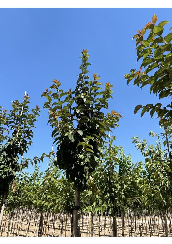 Säulenkirsche - Schlanke Blütenkirsche 'Spire' | Prunus hillieri 'Spire'