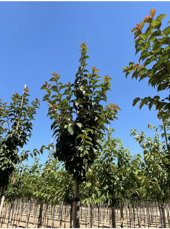 Säulenkirsche - Schlanke Blütenkirsche 'Spire' | Prunus hillieri 'Spire' Säulenkirsche - Schlanke Blütenkirsche 'Spire' | Prunus hillieri 'Spire'