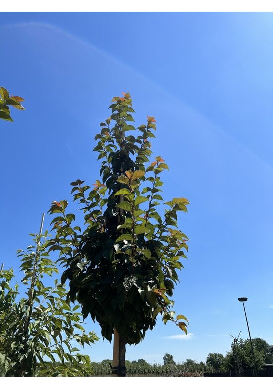 Säulenkirsche - Schlanke Blütenkirsche 'Spire' | Prunus hillieri 'Spire'