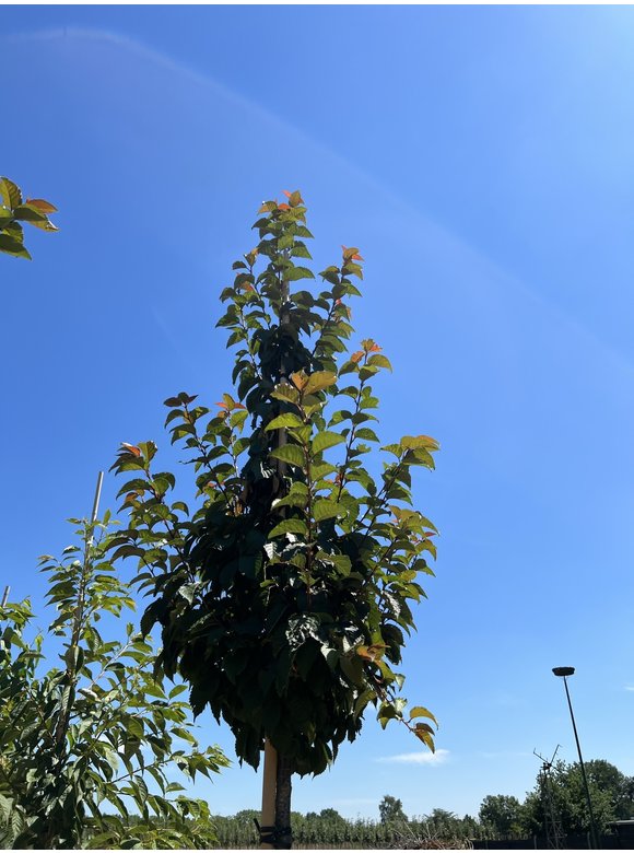 Säulenkirsche - Schlanke Blütenkirsche 'Spire' | Prunus hillieri 'Spire' Säulenkirsche - Schlanke Blütenkirsche 'Spire' | Prunus hillieri 'Spire'