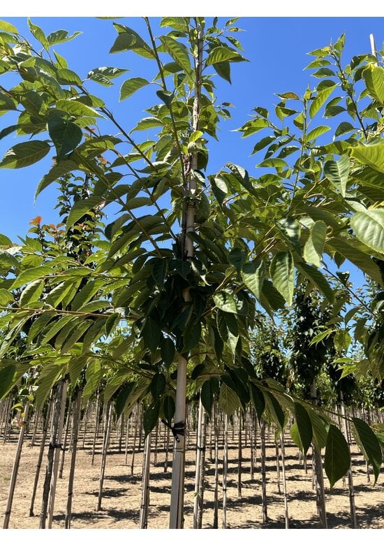 Fudschijama-Kirsche 'Shirotae' | Prunus serrulata 'Shirotae'