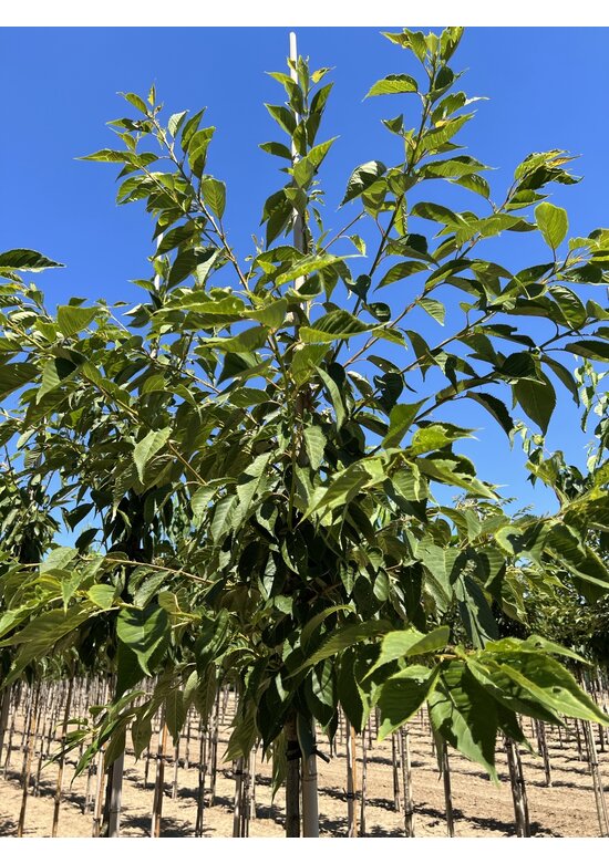 Fudschijama-Kirsche 'Shirotae' | Prunus serrulata 'Shirotae'