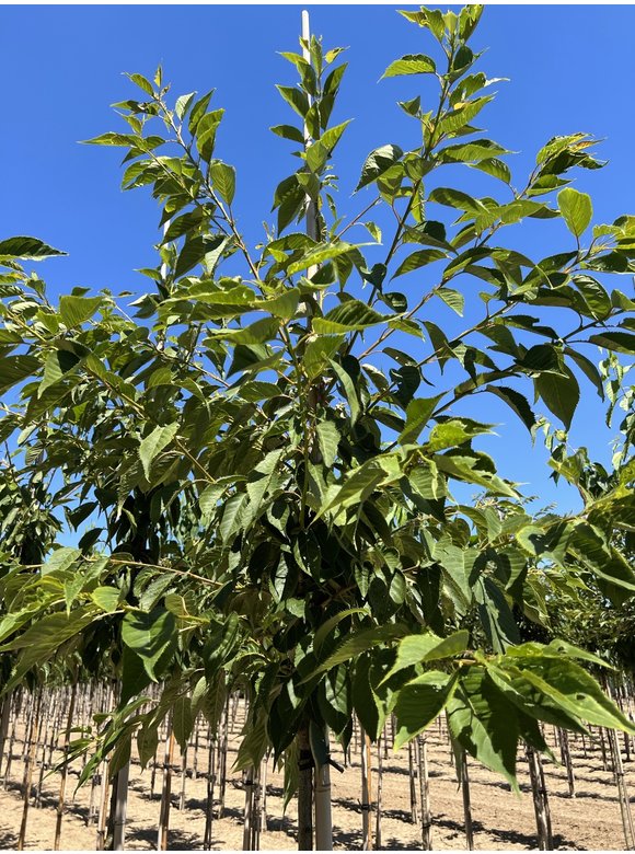 Fudschijama-Kirsche 'Shirotae' | Prunus serrulata 'Shirotae' Fudschijama-Kirsche 'Shirotae' | Prunus serrulata 'Shirotae'