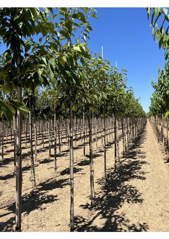 Fudschijama-Kirsche 'Shirotae' | Prunus serrulata 'Shirotae'