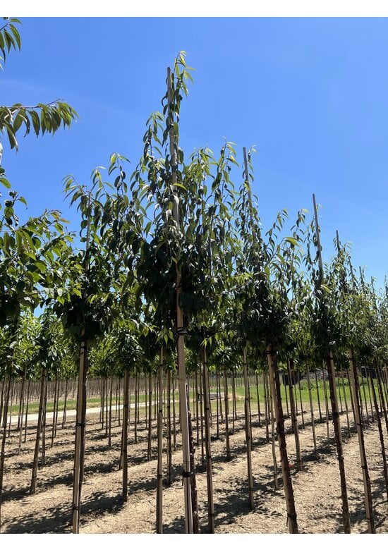 Mahagoni-Kirsche | Prunus serrula