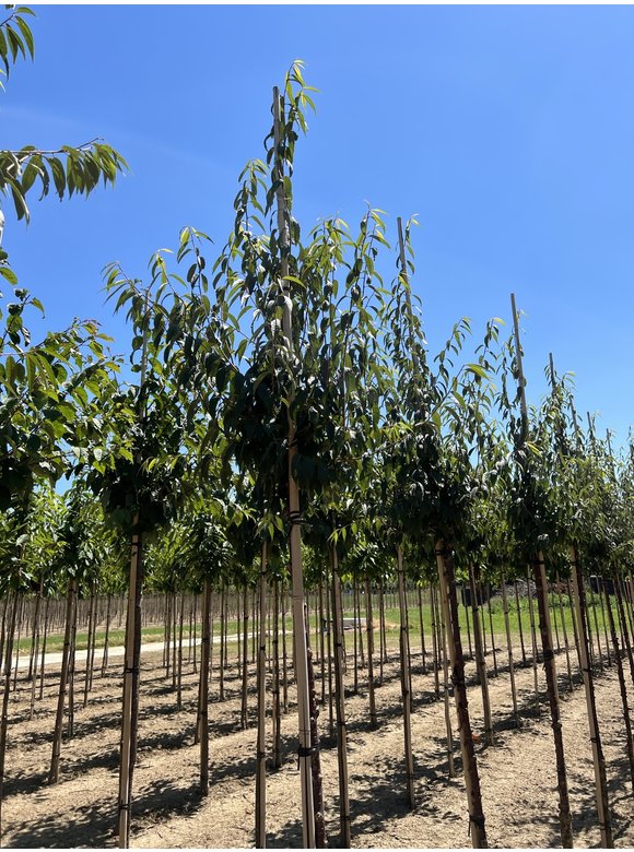 Mahagoni-Kirsche - Tibetanische Berg-Kirsche | Prunus serrula Mahagoni-Kirsche - Tibetanische Berg-Kirsche | Prunus serrula