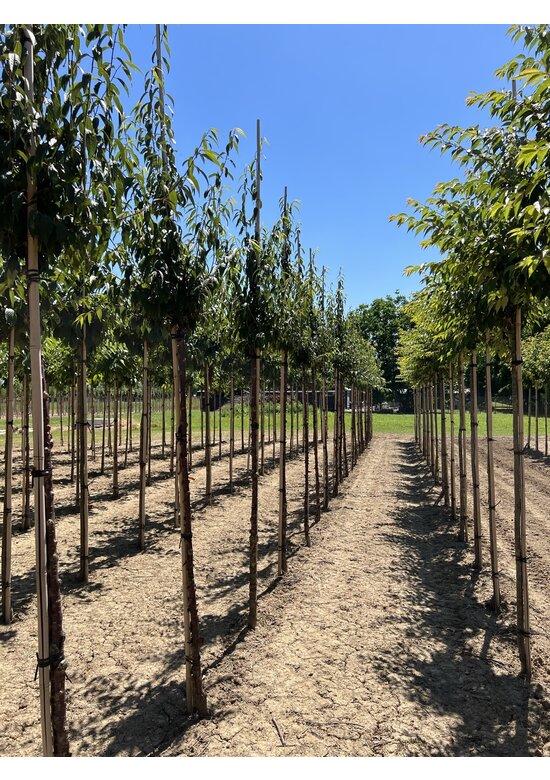 Mahagoni-Kirsche | Prunus serrula