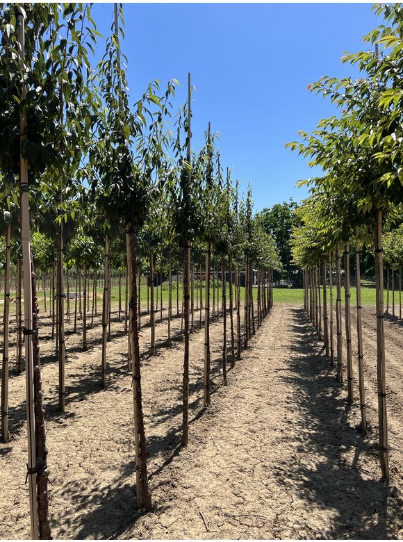 Mahagoni-Kirsche | Prunus serrula Mahagoni-Kirsche | Prunus serrula
