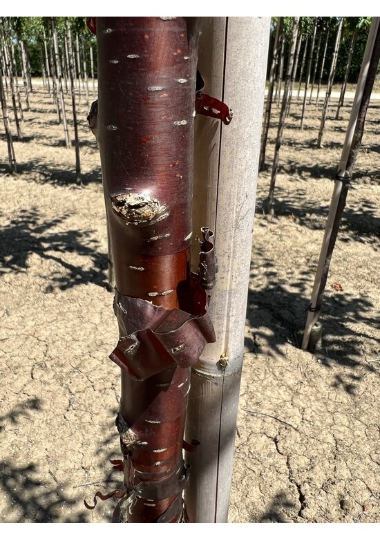 Mahagoni-Kirsche | Prunus serrula