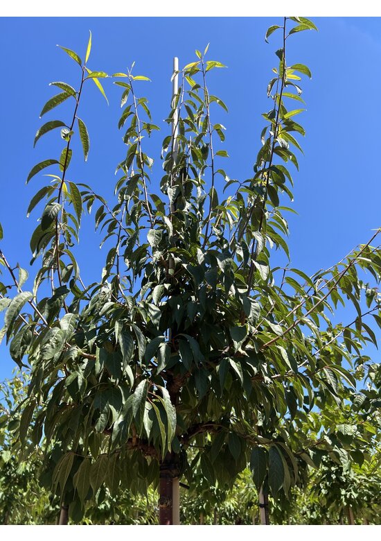 Mahagoni-Kirsche | Prunus serrula