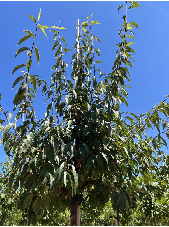 Mahagoni-Kirsche - Tibetanische Berg-Kirsche | Prunus serrula Mahagoni-Kirsche - Tibetanische Berg-Kirsche | Prunus serrula