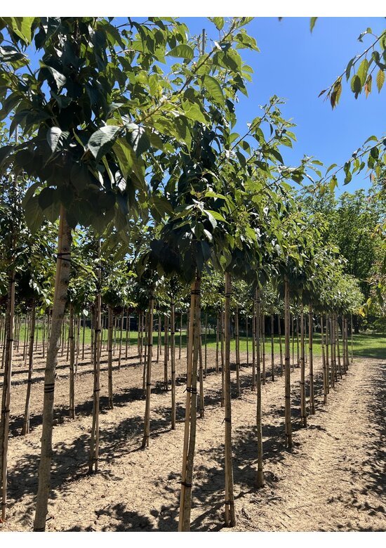 Weiße Zierkirsche 'Taihaku' | Prunus serrulata 'Taihaku'